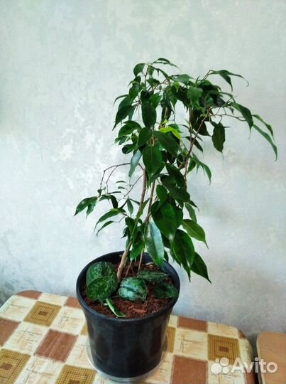 Фикусы в композиции