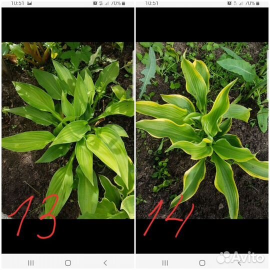 Хоста.Много видов.Есть редкие