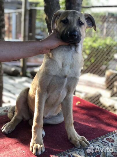 Собакаумница