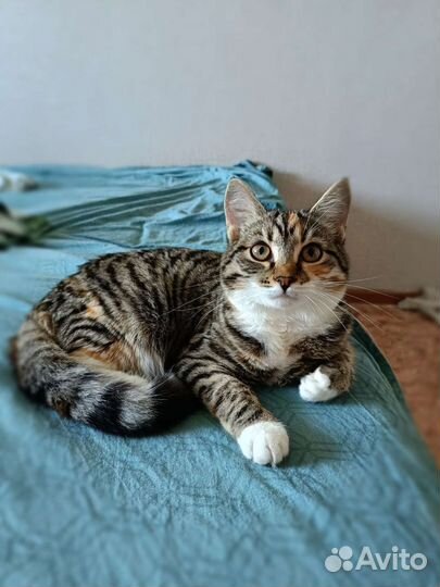 Домашний котенок