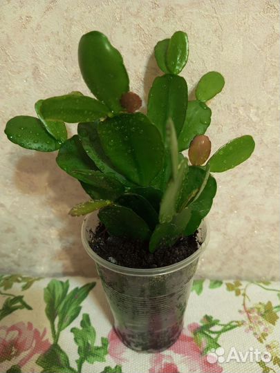 Цветы комнатные