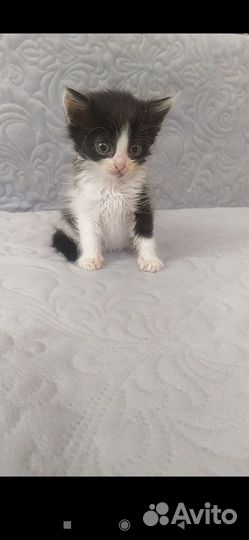 Отдадим котят в добрые руки