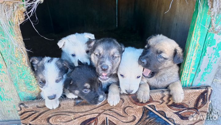Щенки