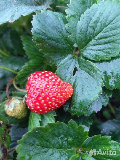 Клубника ремонтантная