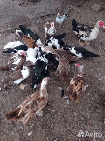 Мускусные утки