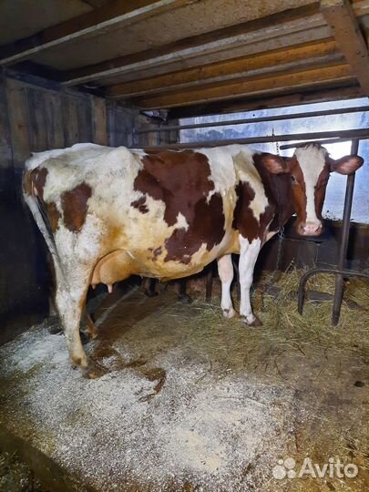 Корова, нетели и тёлки