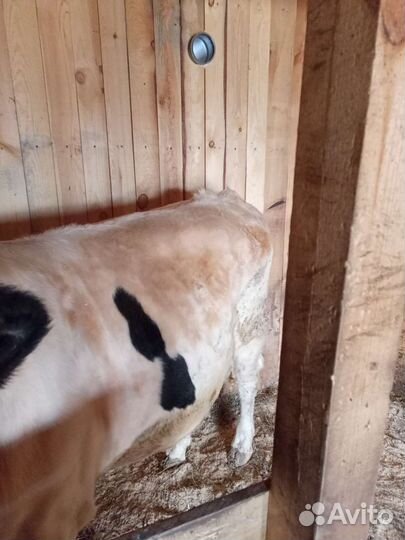 Быки на племя