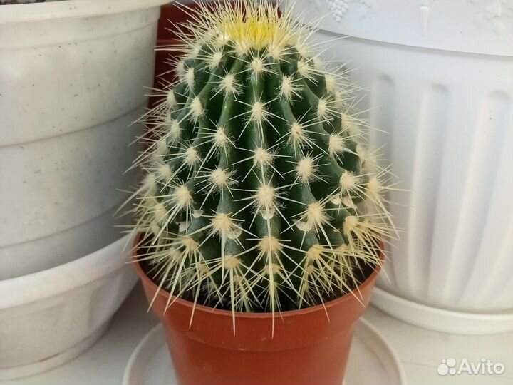 Эхинокактус Грузони