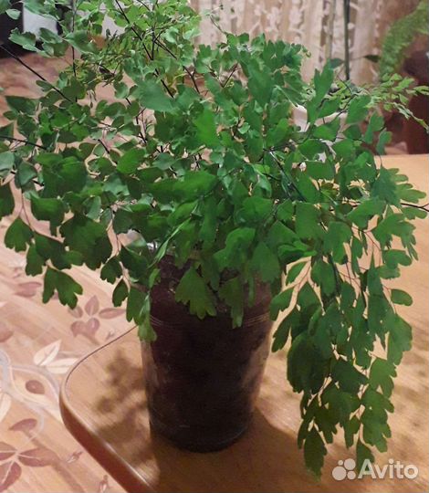 Папоротник Венерин волос