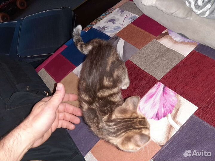 Кошка:и брат:.1250 Для щастя:и достатка.в Доме