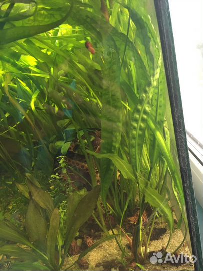 Моллинезия