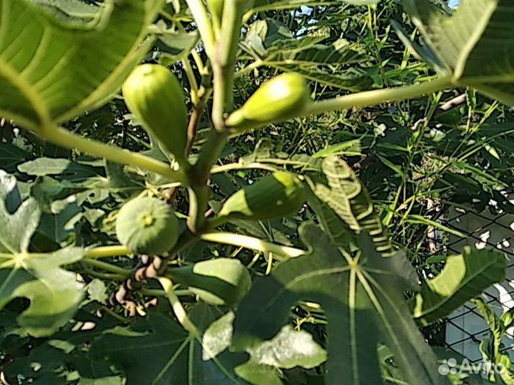 Саженцы инжира