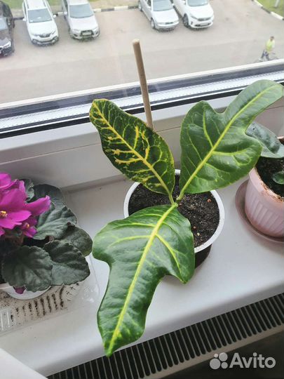 Кротон домашние растения цветы