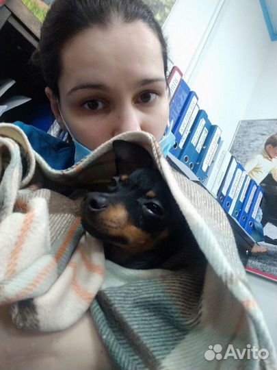 Передержка собак/кошек, выгул, зооняня