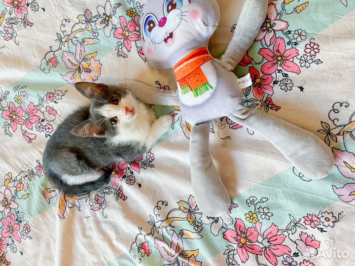 Бело-дымчатый котенок