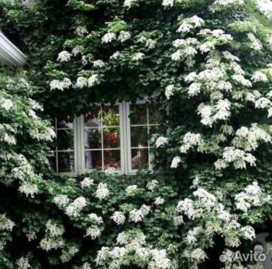 Гортензия черешковая