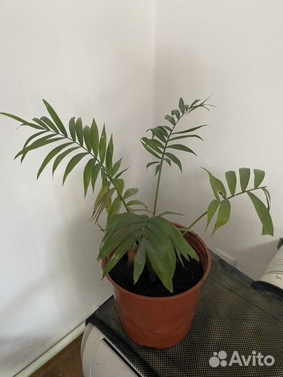 Хамедорея.Бамбуковая пальма