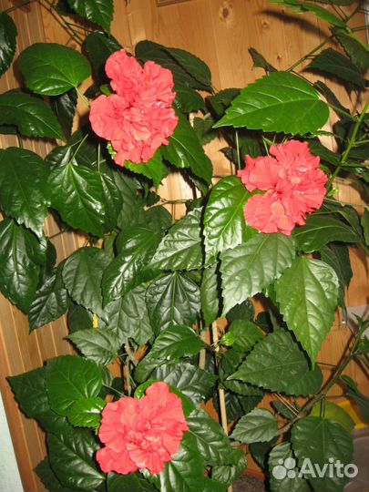 Китайская роза, фикус, мирт, папоротник