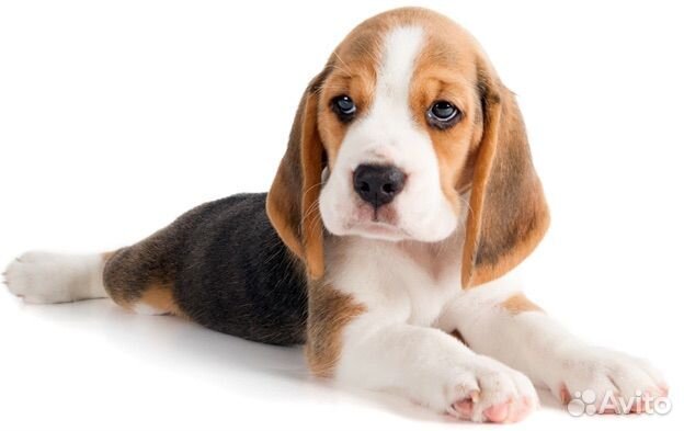 Щенок бигль мальчик