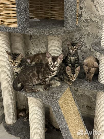 Бенгальские котята из Питомника