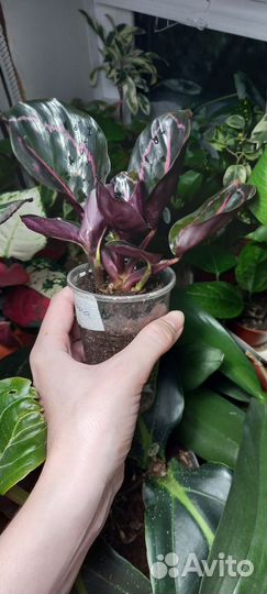 Калатея дотти, цветы комнатные