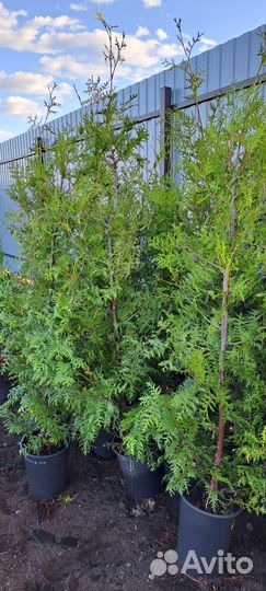 Туя брабант