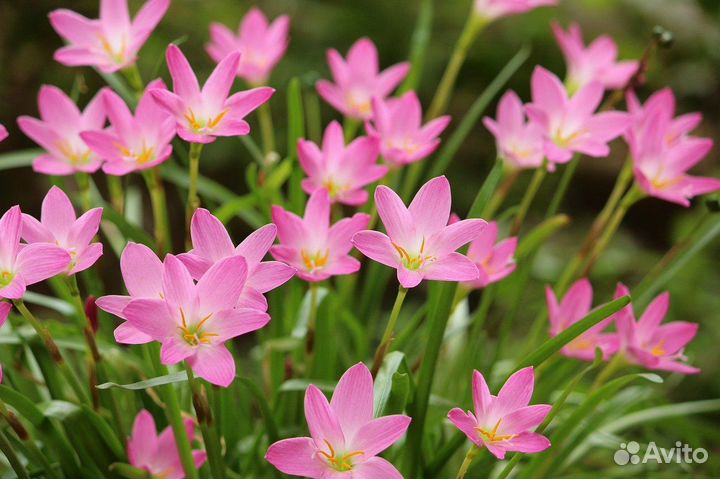 Зефирантес белый и розовый