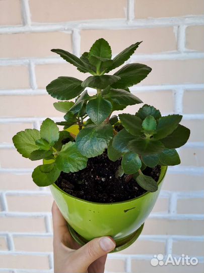 Комнатные цветы каланхоэ