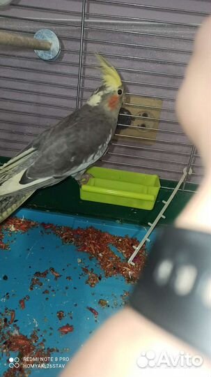 Попугай корелла