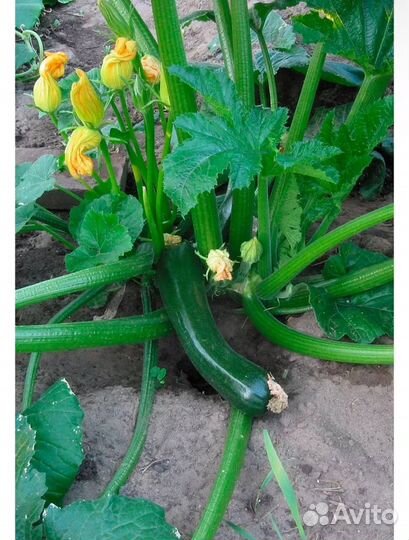 Семена Кабачков