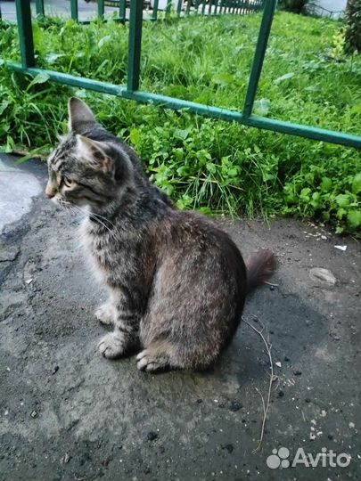 Кошка в дар
