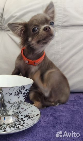 Чихуахуа мини