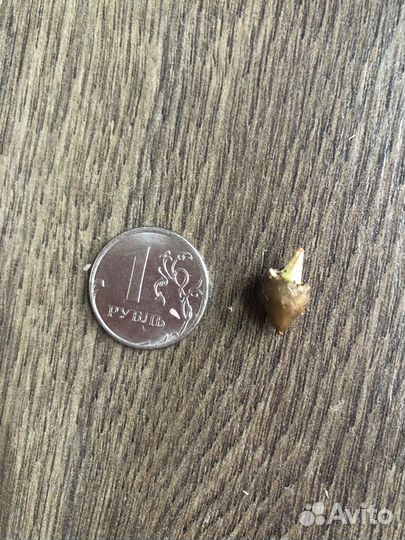 Алоказия Одора аурея (клубни), Эписция ember lace