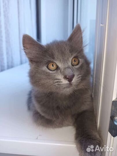 Кошка в дар