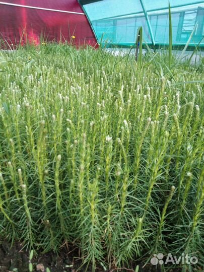 Саженцы сосны зкс в розницу