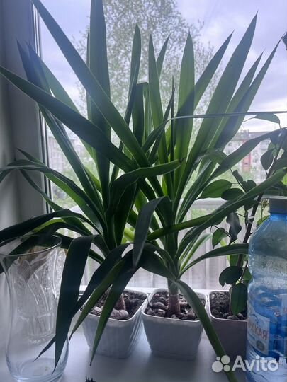 Пальма юкка