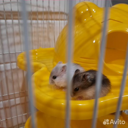 Джунгарский хомяк