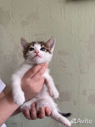 Котенок девочка родилась 8 марта
