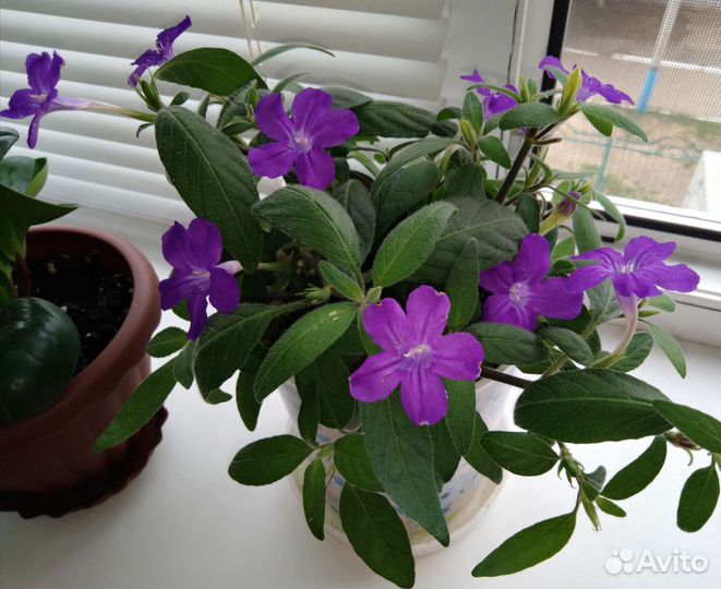 Руэллия обмен