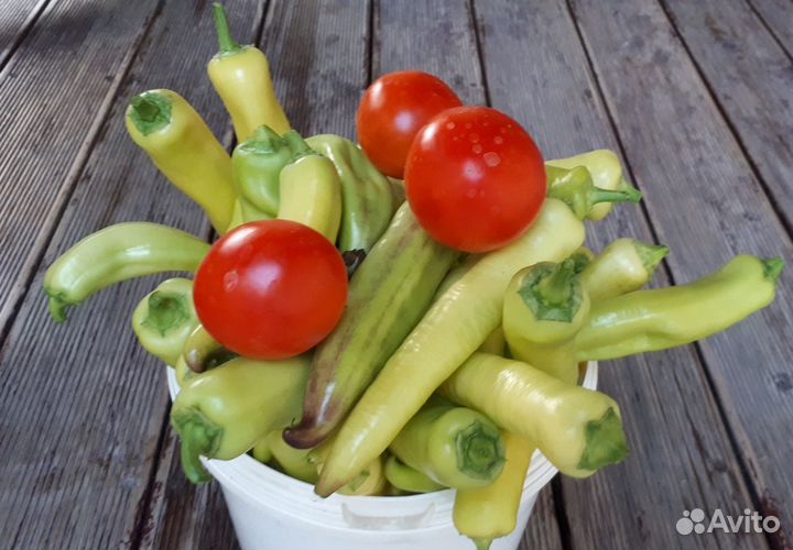 Рассада помидор и перца сладкого, острого