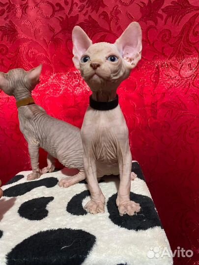 Канадский сфинкс