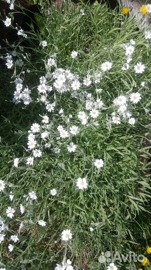 Многолетние садовые цветы