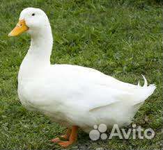 Утки мулард и французские утки