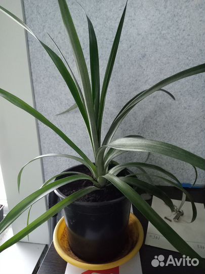 Комнатный ананас