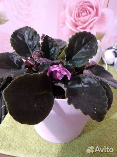 Фиалка с горшком (1 литр с автополивом)