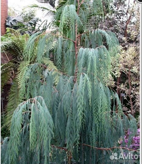 Кипарис Кашмирский