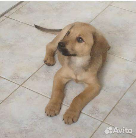 Щенок 3 месяца