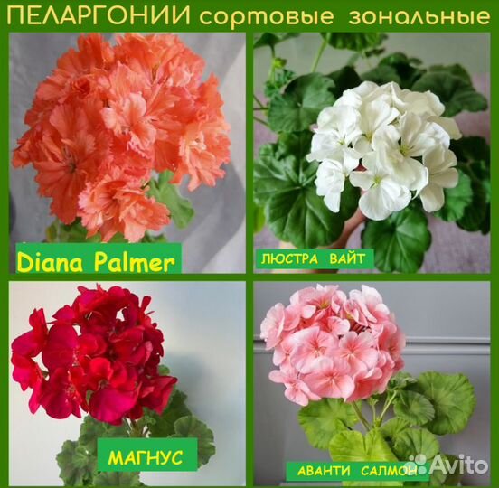 Пеларгония герань сортовая