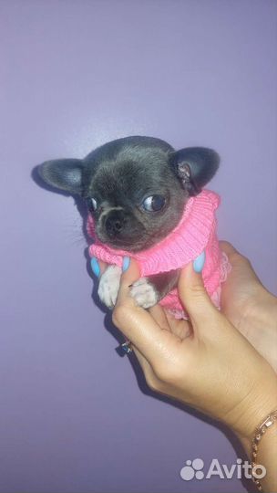 Цветные щеночки чихуахуа