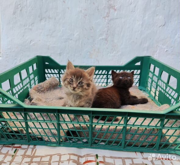 Отдам в добрые руки котят